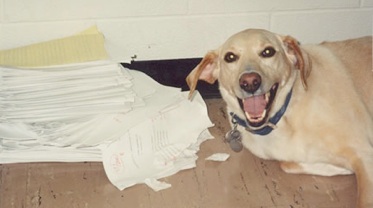 do dogs eat homework